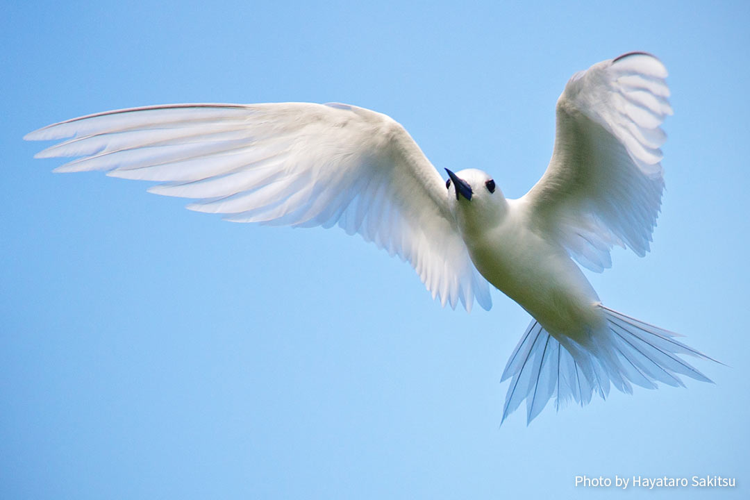 マヌオクー（シロアジサシ、Gygis alba）