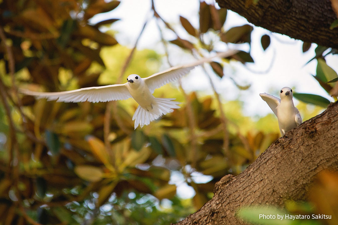 マヌオクー（シロアジサシ、Gygis alba）