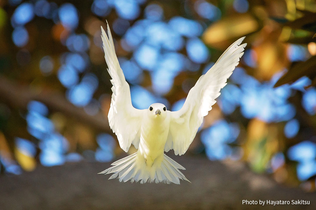 マヌオクー（シロアジサシ、Gygis alba）