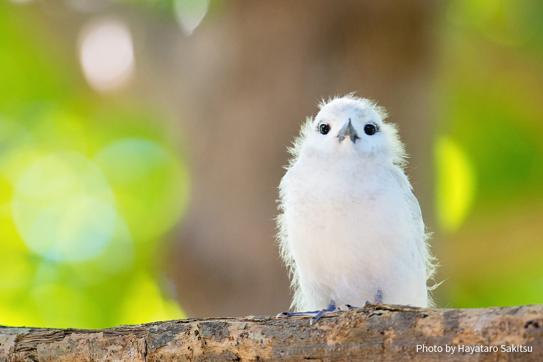 マヌオクー（シロアジサシ、Gygis alba）