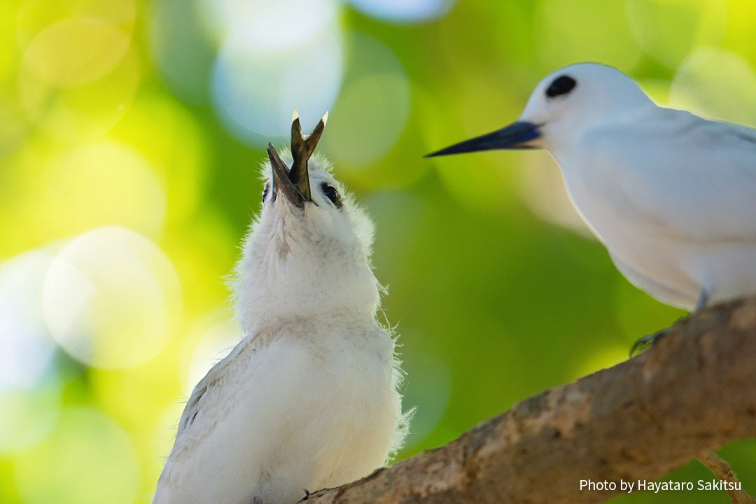 マヌオクー（シロアジサシ、Gygis alba）