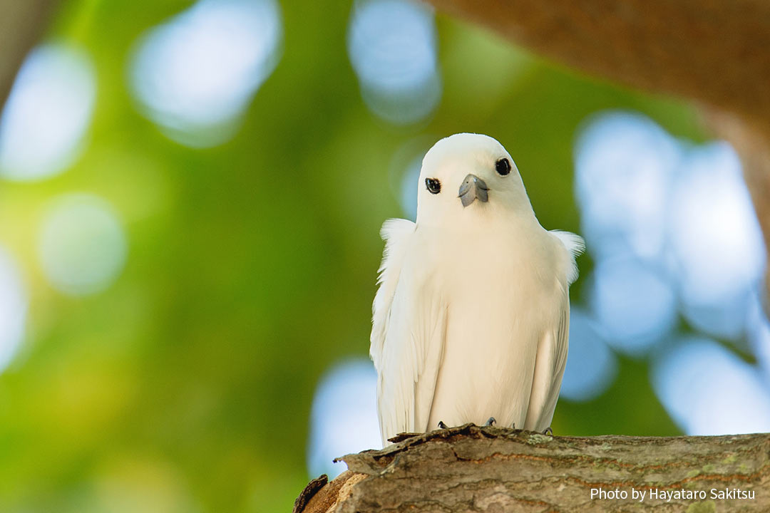 マヌオクー（シロアジサシ、Gygis alba）