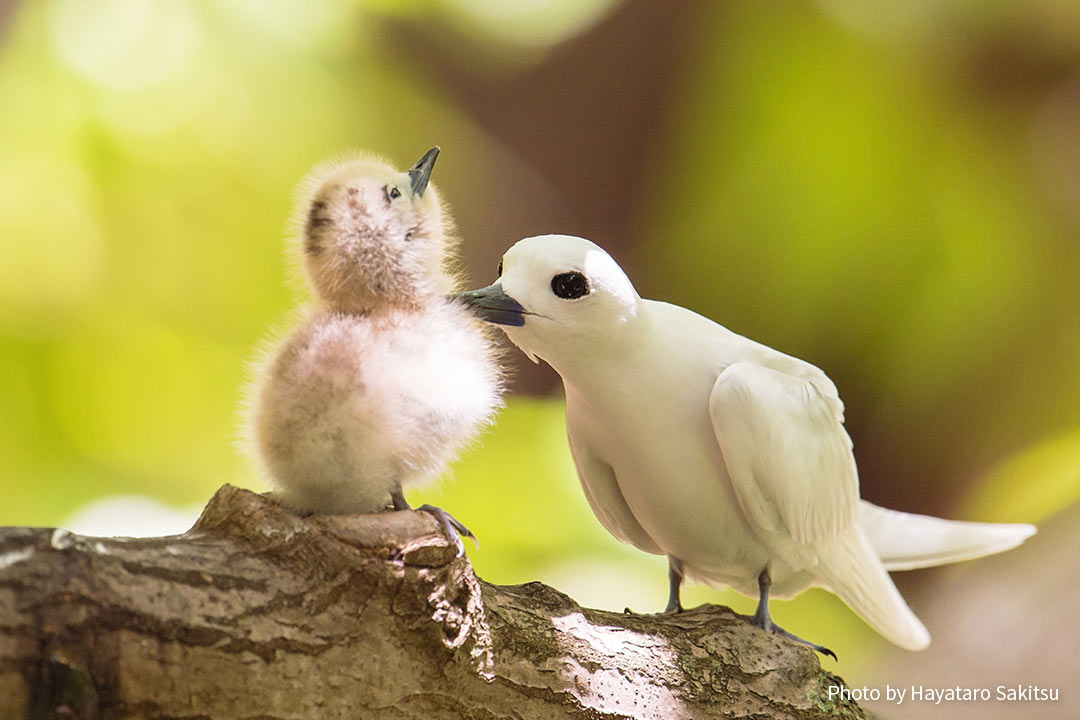 マヌオクー（シロアジサシ、Gygis alba）