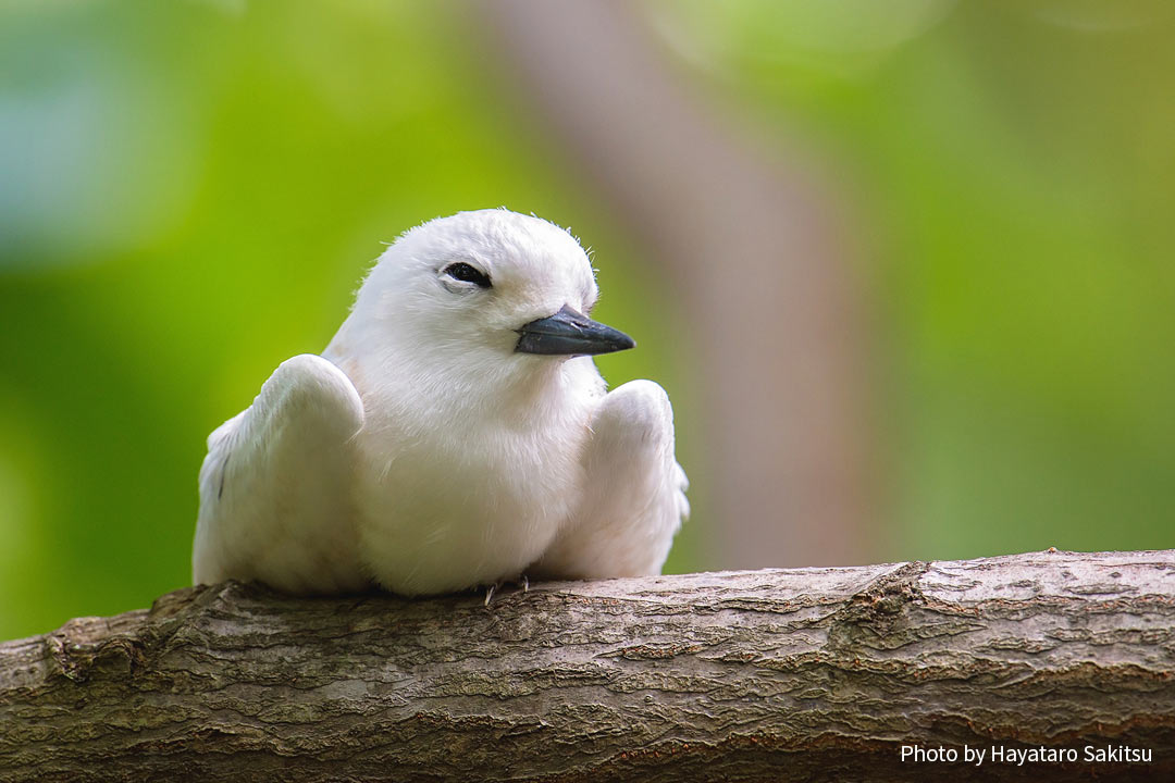 マヌオクー（シロアジサシ、Gygis alba）