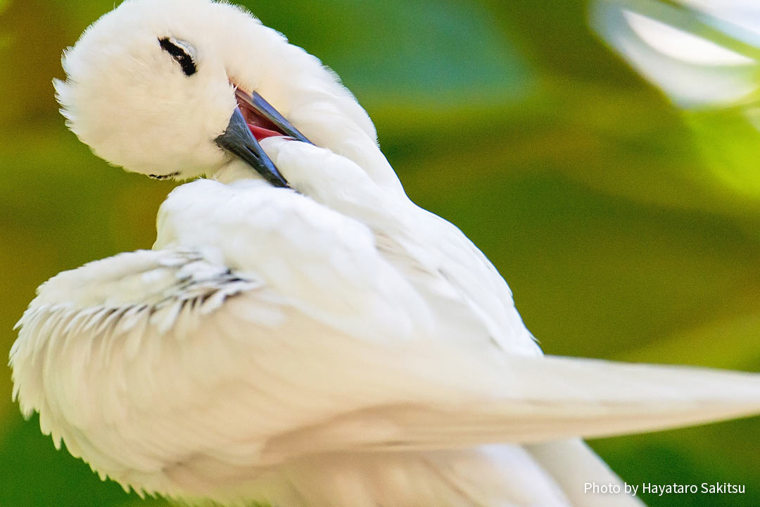 マヌオクー（シロアジサシ、Gygis alba）