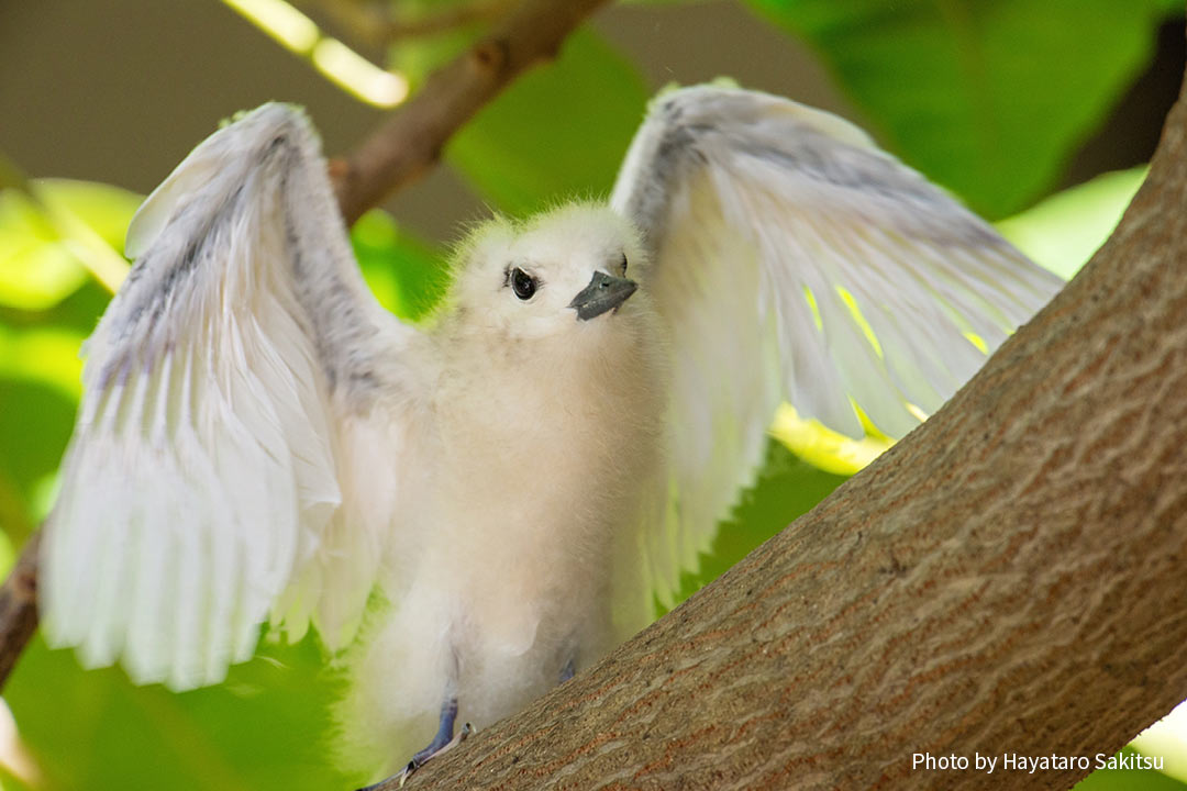 マヌオクー（シロアジサシ、Gygis alba）