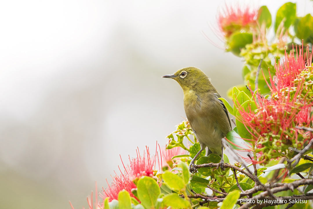 メジロ アヌヘア ハワイの花 植物 野鳥図鑑 Warbling White Eye Or Mejiro Zosterops Japonicus