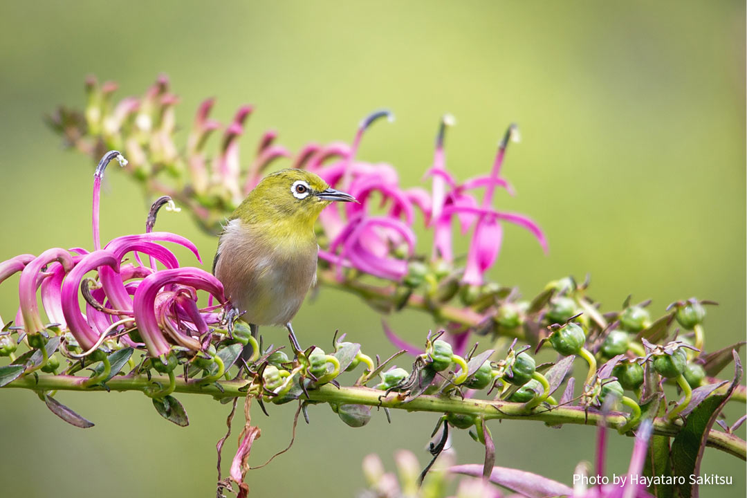 メジロ アヌヘア ハワイの花 植物 野鳥図鑑 Warbling White Eye Or Mejiro Zosterops Japonicus