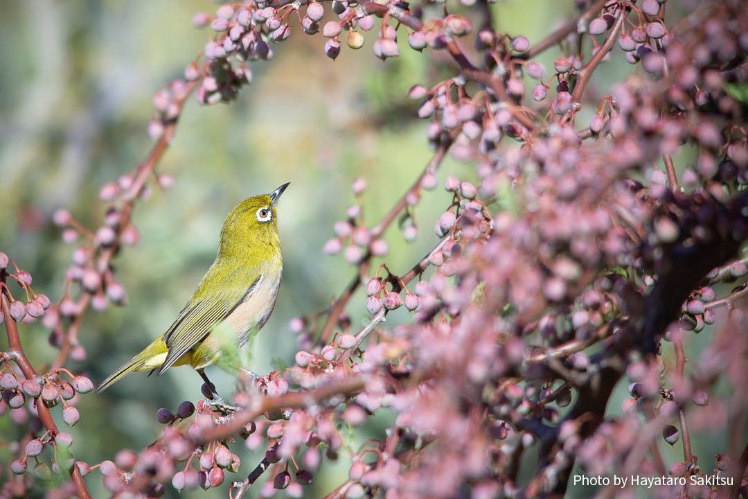 メジロ アヌヘア ハワイの花 植物 野鳥図鑑 Warbling White Eye Or Mejiro Zosterops Japonicus