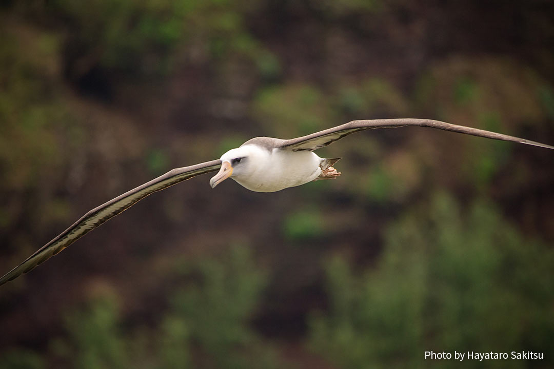 モーリー（コアホウドリ、Phoebastria immutabilis）