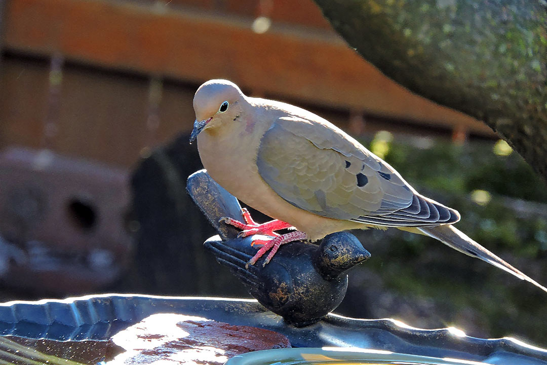 チョウショウバト アヌヘア ハワイの花 植物 野鳥図鑑 Zebra Dove Geopelia Striata