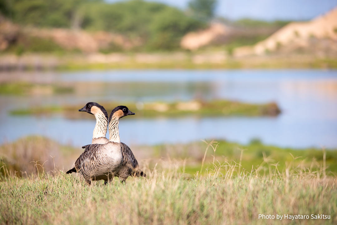 ネーネー（ハワイガン、ネネ、Branta sandvicensis）