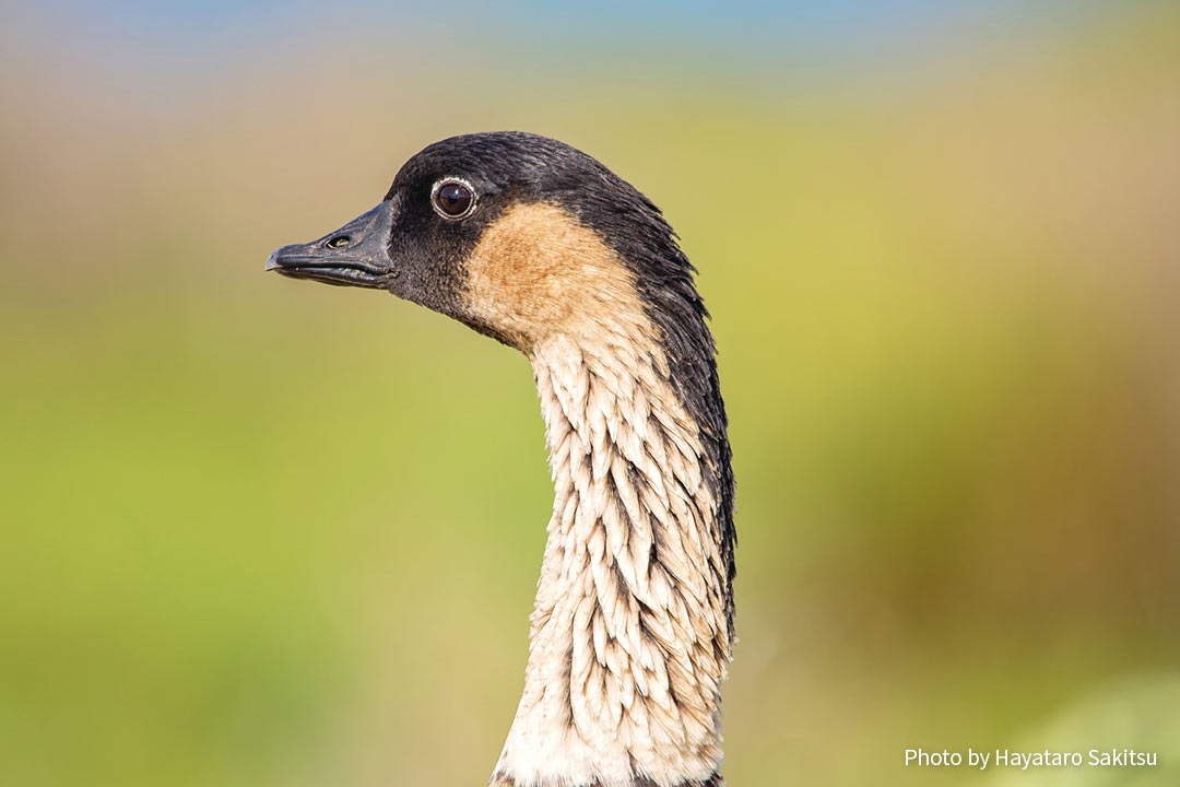 ネーネー（ハワイガン、ネネ、Branta sandvicensis）