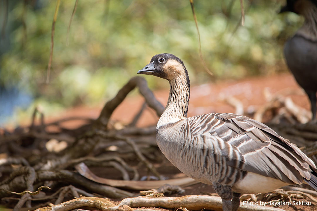 ガン 雁 まとめ アヌヘア ハワイの花 植物 野鳥図鑑 Geese In Hawaiʻi