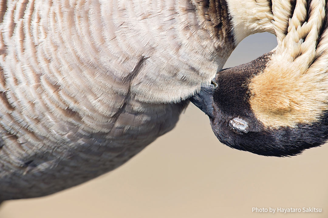 ネーネー（ハワイガン、ネネ、Branta sandvicensis）