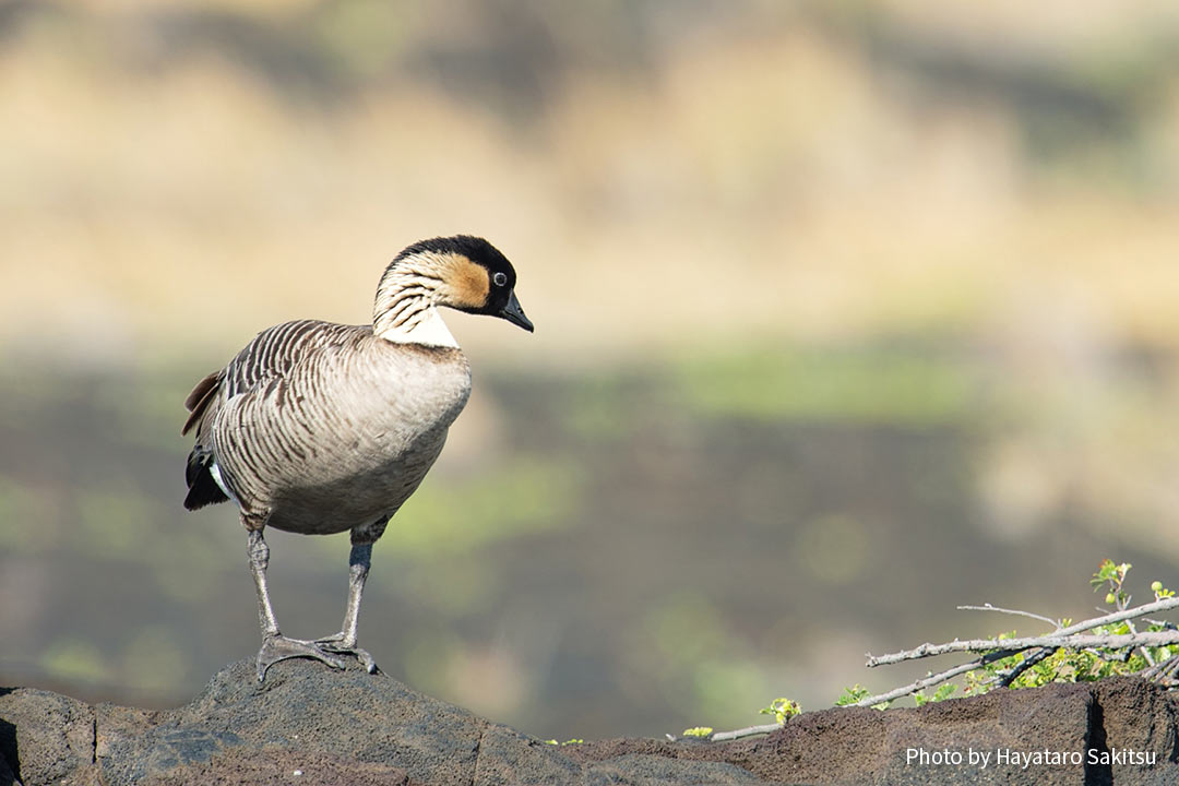 ネーネー（ハワイガン、ネネ、Branta sandvicensis）