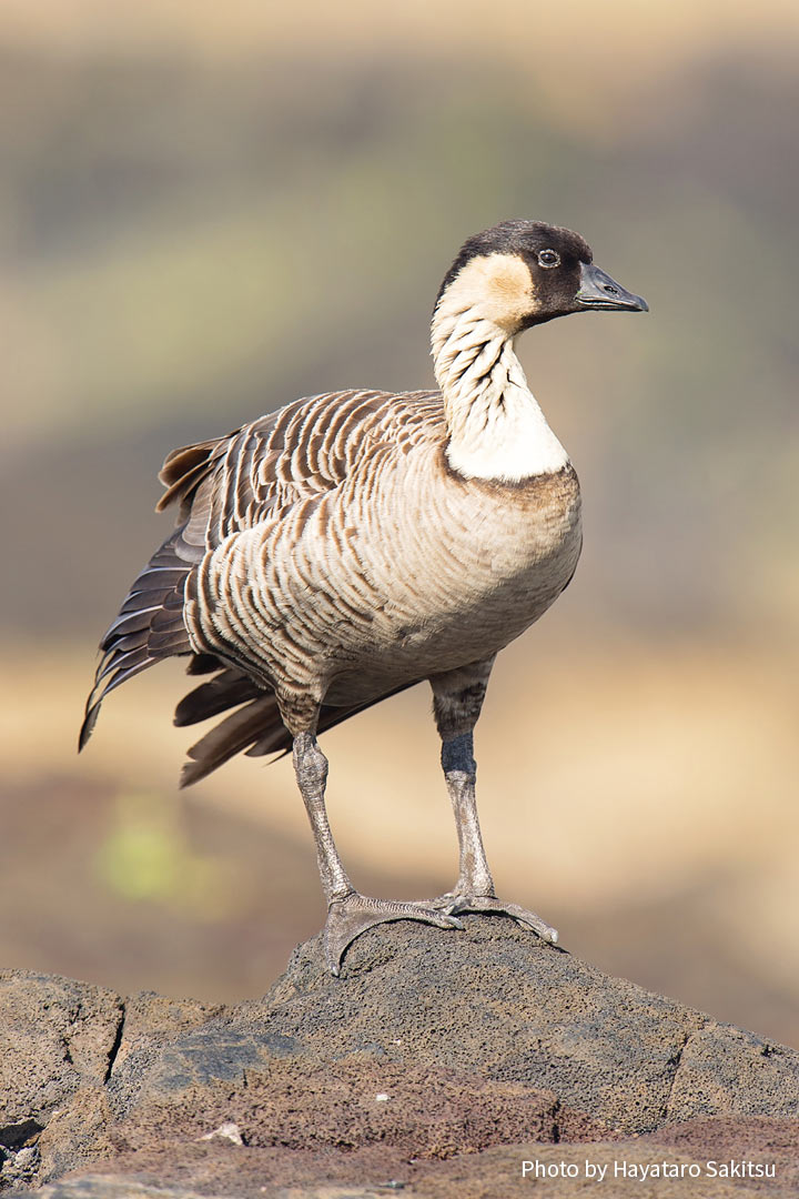 ネーネー（ハワイガン、ネネ、Branta sandvicensis）