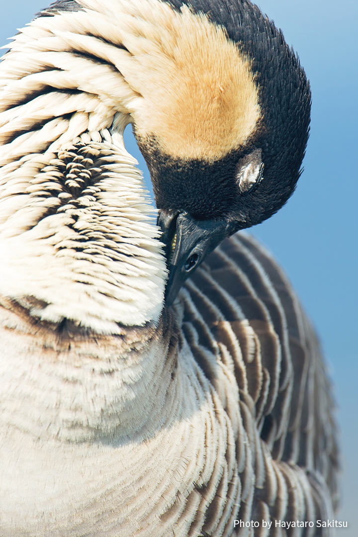 ネーネー（ハワイガン、ネネ、Branta sandvicensis）