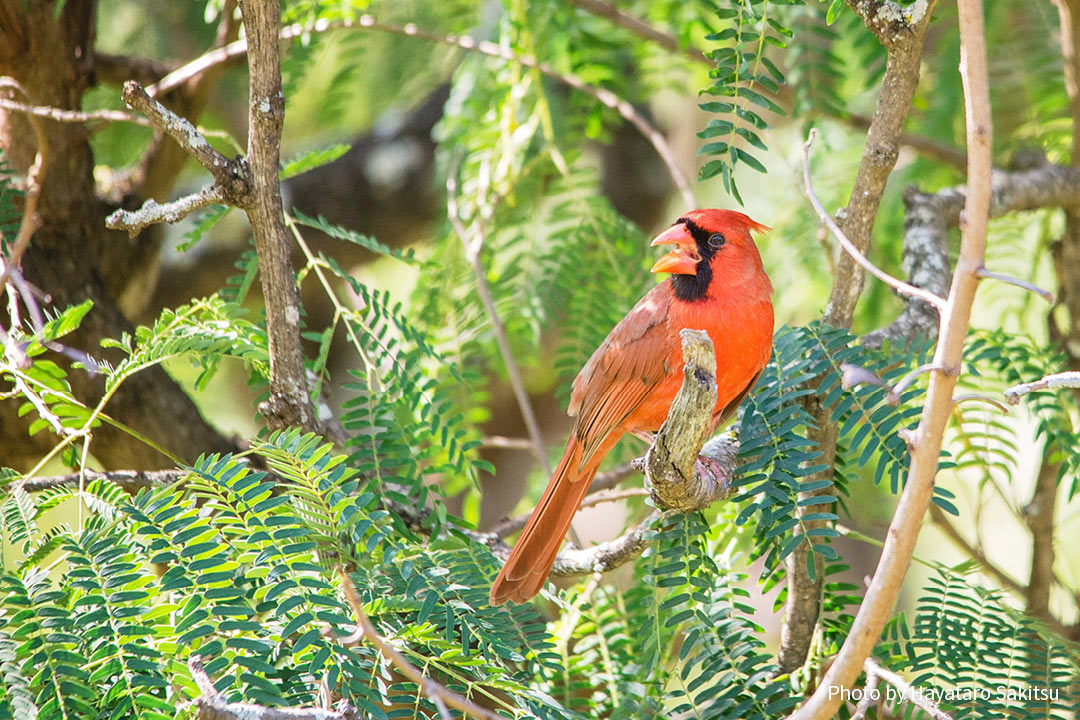 ショウジョウコウカンチョウ（Cardinalis cardinalis）