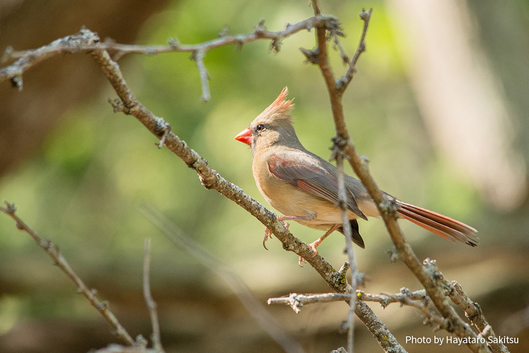 ショウジョウコウカンチョウ（Cardinalis cardinalis）