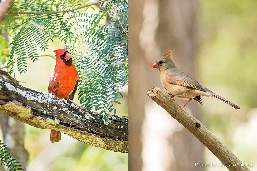 ショウジョウコウカンチョウ（Cardinalis cardinalis）