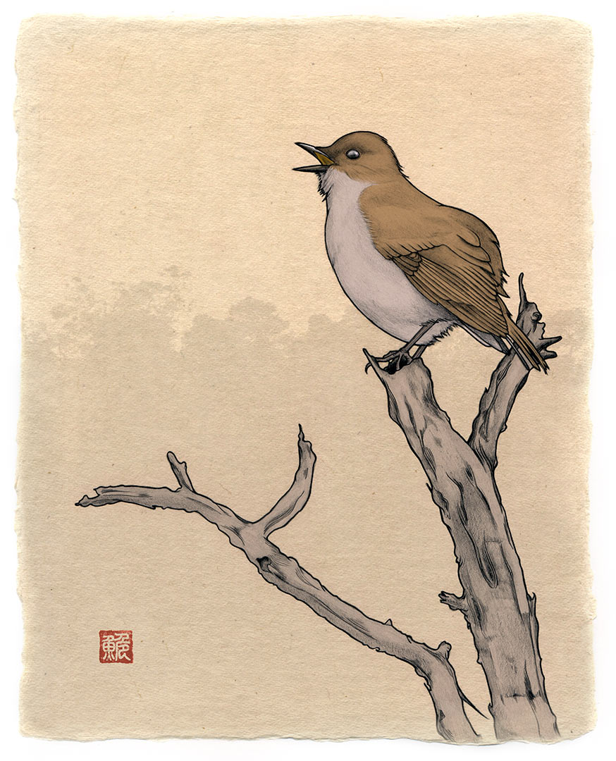 オーマオ(ハワイツグミ、Myadestes obscurus)
