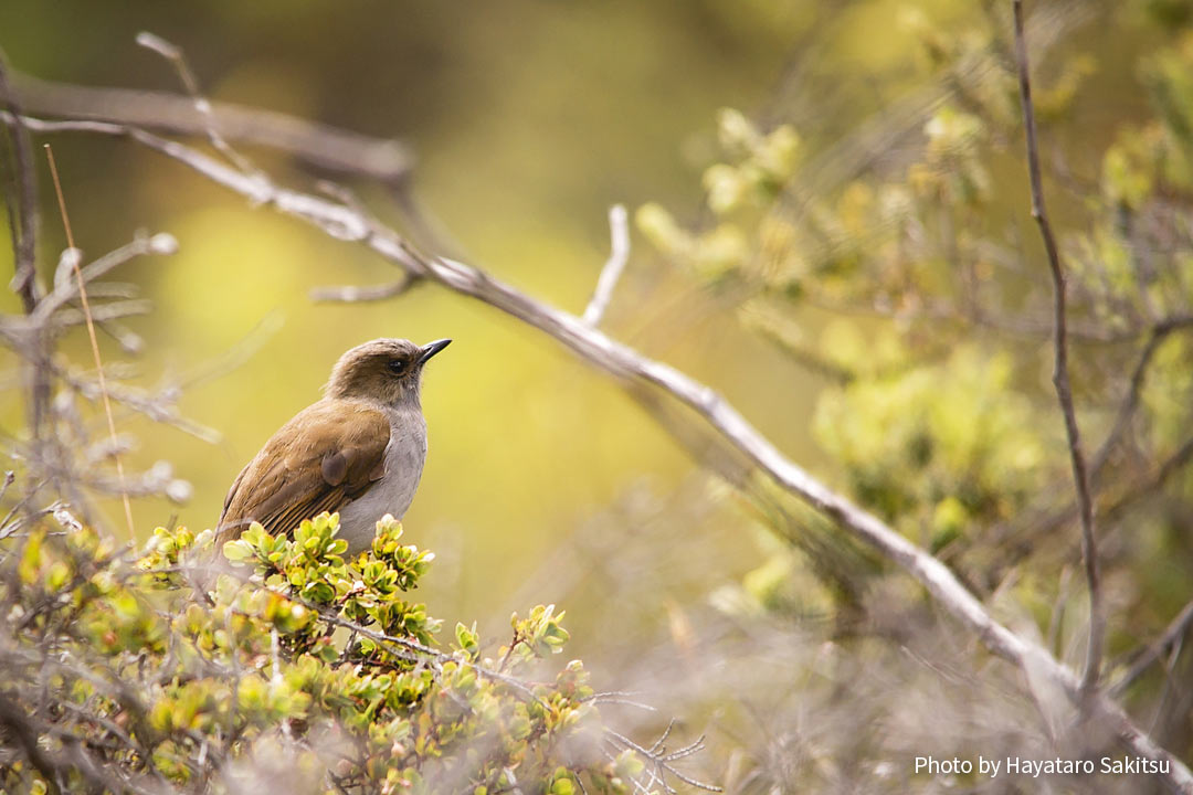 オーマオ（ハワイツグミ、Myadestes obscurus）