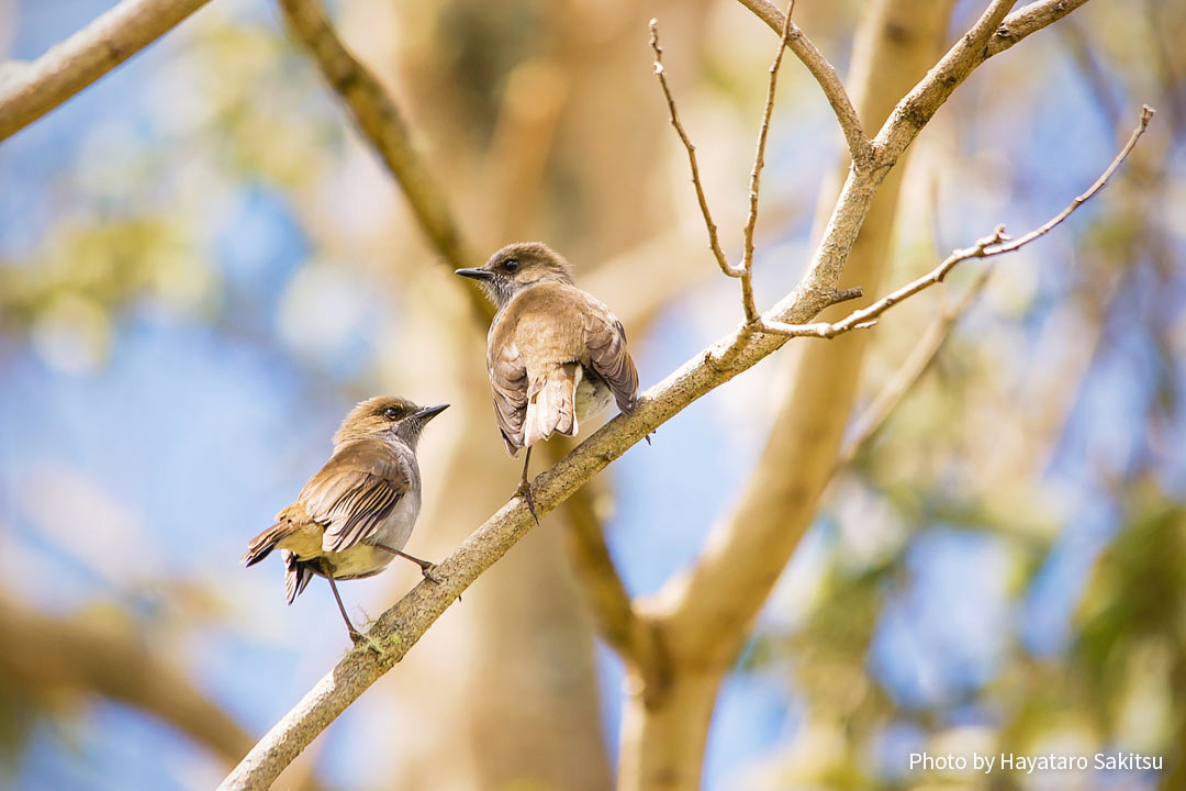 オーマオ(ハワイツグミ、Myadestes obscurus)