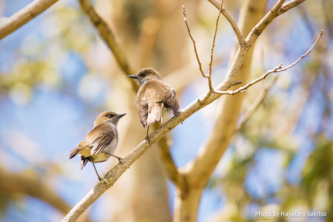 オーマオ（ハワイツグミ、Myadestes obscurus）