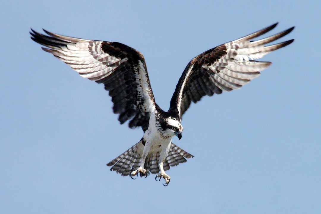 ミサゴ（Pandion haliaetus）