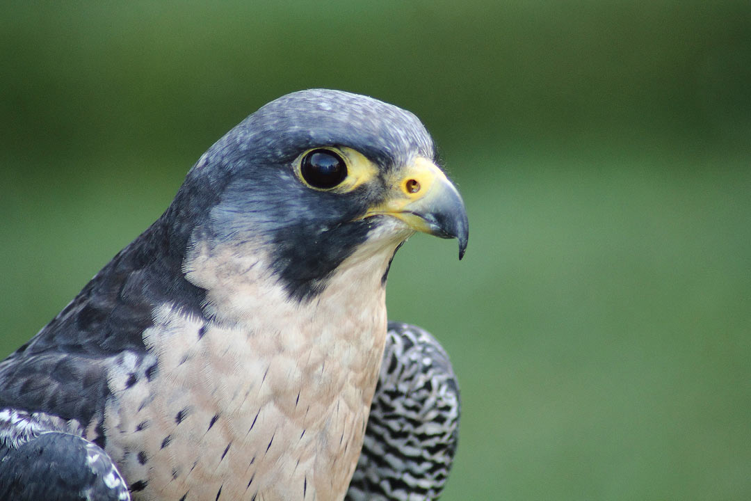 ハヤブサ アヌヘア ハワイの花 植物 野鳥図鑑 Peregrine Falcon Falco Peregrinus