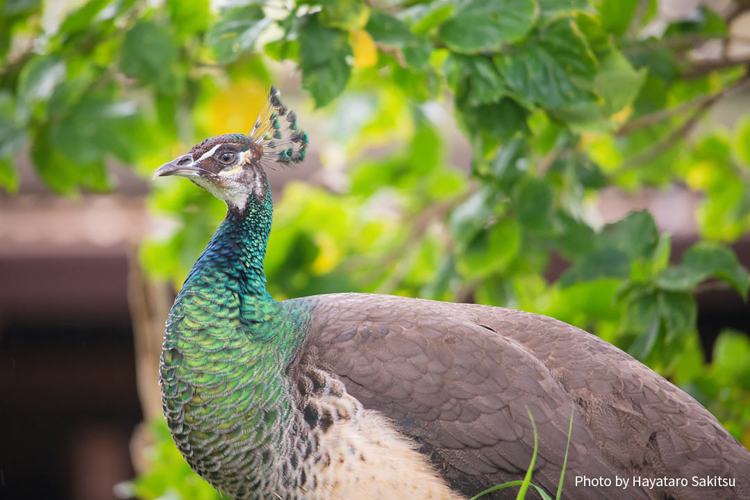 インドクジャク ピーカケ ピカケ アヌヘア ハワイの花 植物 野鳥図鑑 Common Peafowl Or Pikake Pavo Cristatus