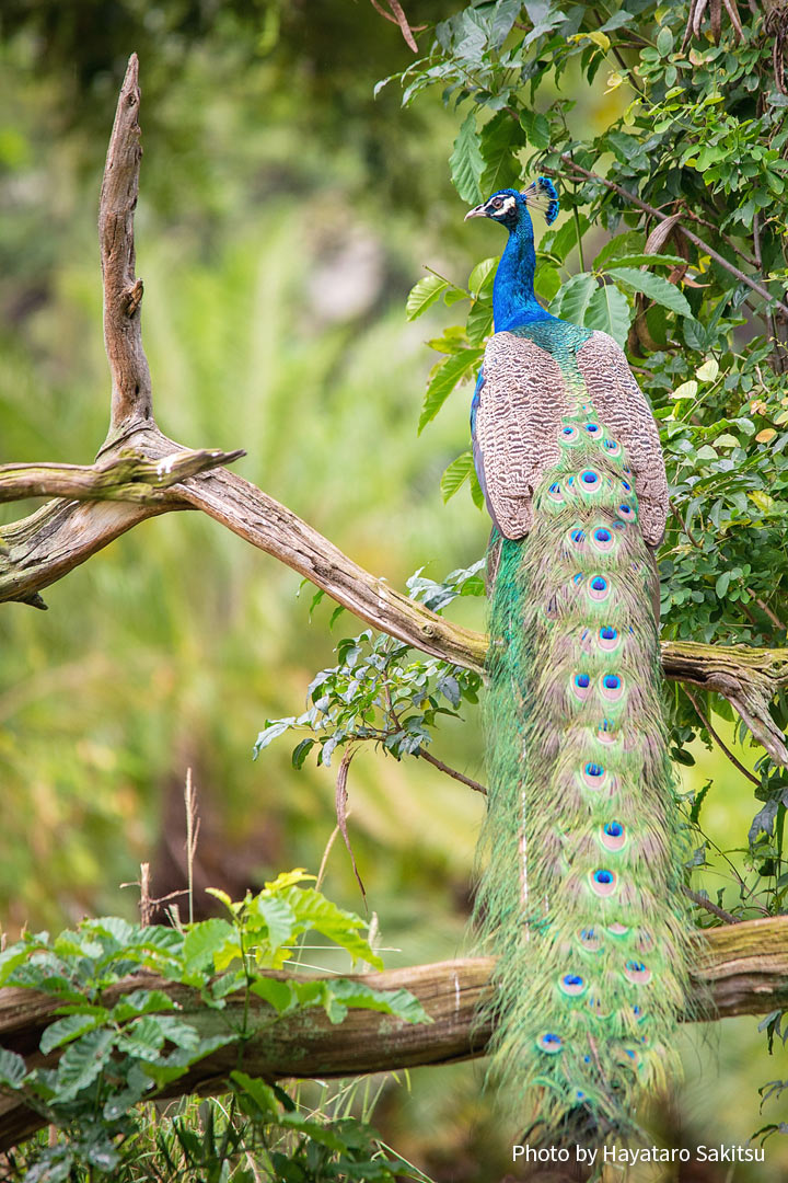 インドクジャク ピーカケ ピカケ アヌヘア ハワイの花 植物 野鳥図鑑 Common Peafowl Or Pikake Pavo Cristatus