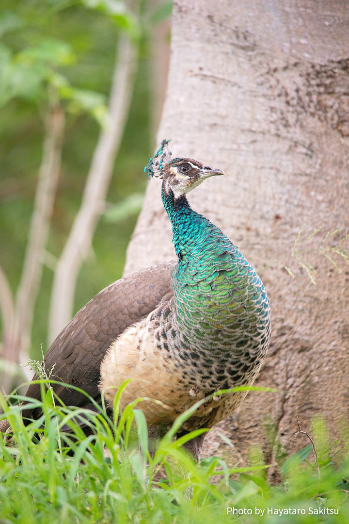 インドクジャク ピーカケ ピカケ アヌヘア ハワイの花 植物 野鳥図鑑 Common Peafowl Or Pikake Pavo Cristatus