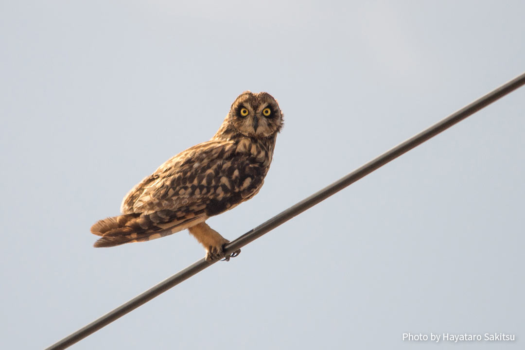 プエオ（コミミズク、Asio flammeus sandwichensis）