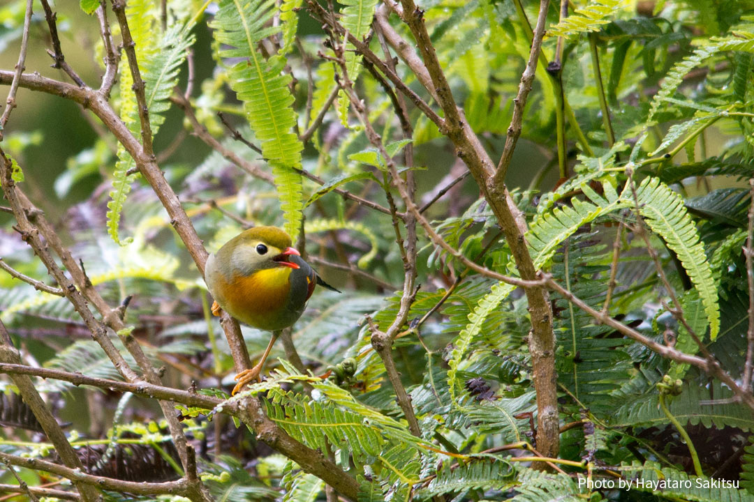 ソウシチョウ(Leiothrix lutea)