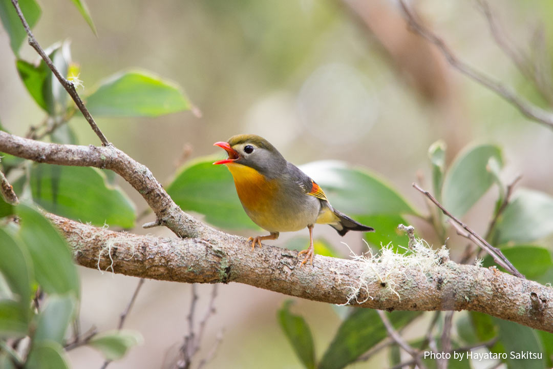 ソウシチョウ（Leiothrix lutea）