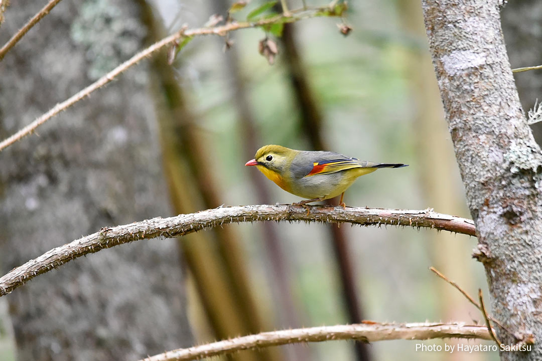 ソウシチョウ(Leiothrix lutea)