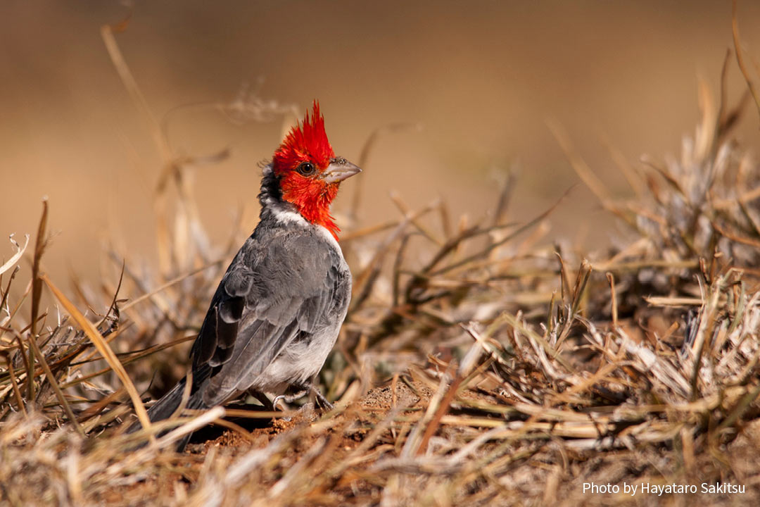 コウカンチョウ 赤い頭の鳥 アヌヘア ハワイの花 植物 野鳥図鑑 Red Crested Cardinal Paroaria Coronata