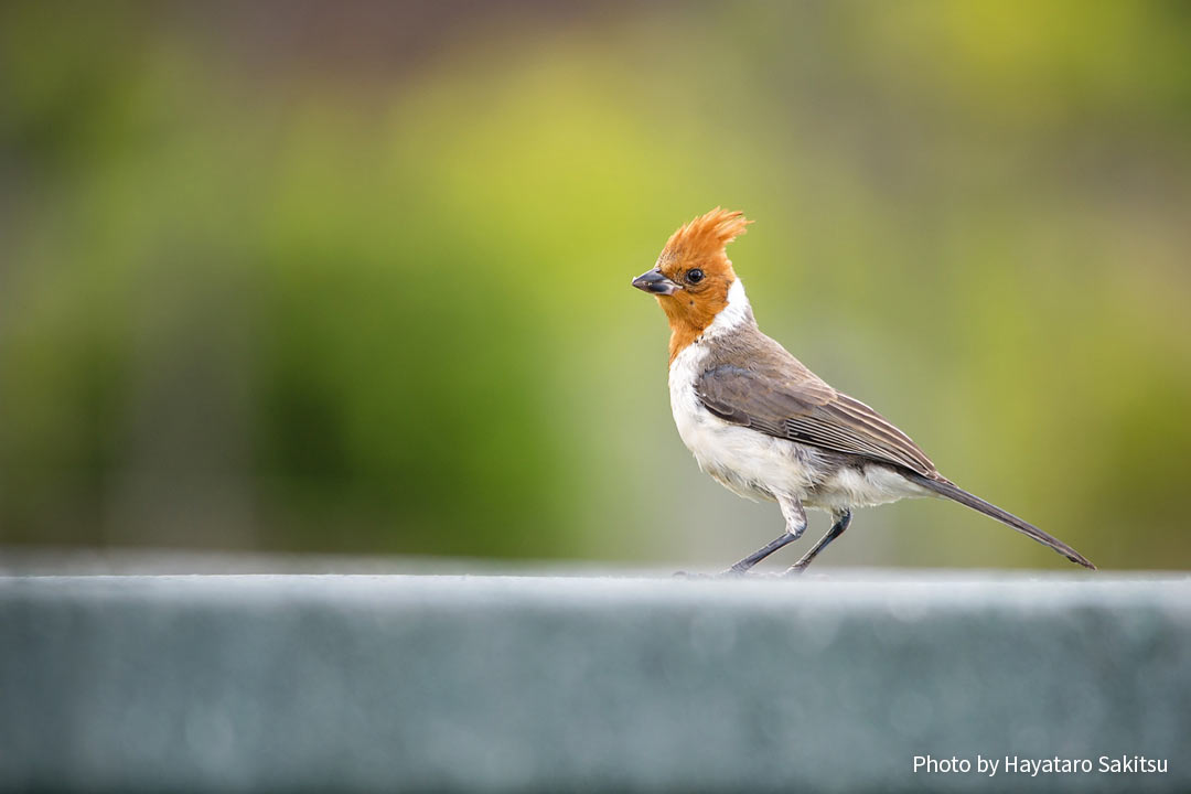 コウカンチョウ 赤い頭の鳥 アヌヘア ハワイの花 植物 野鳥図鑑 Red Crested Cardinal Paroaria Coronata