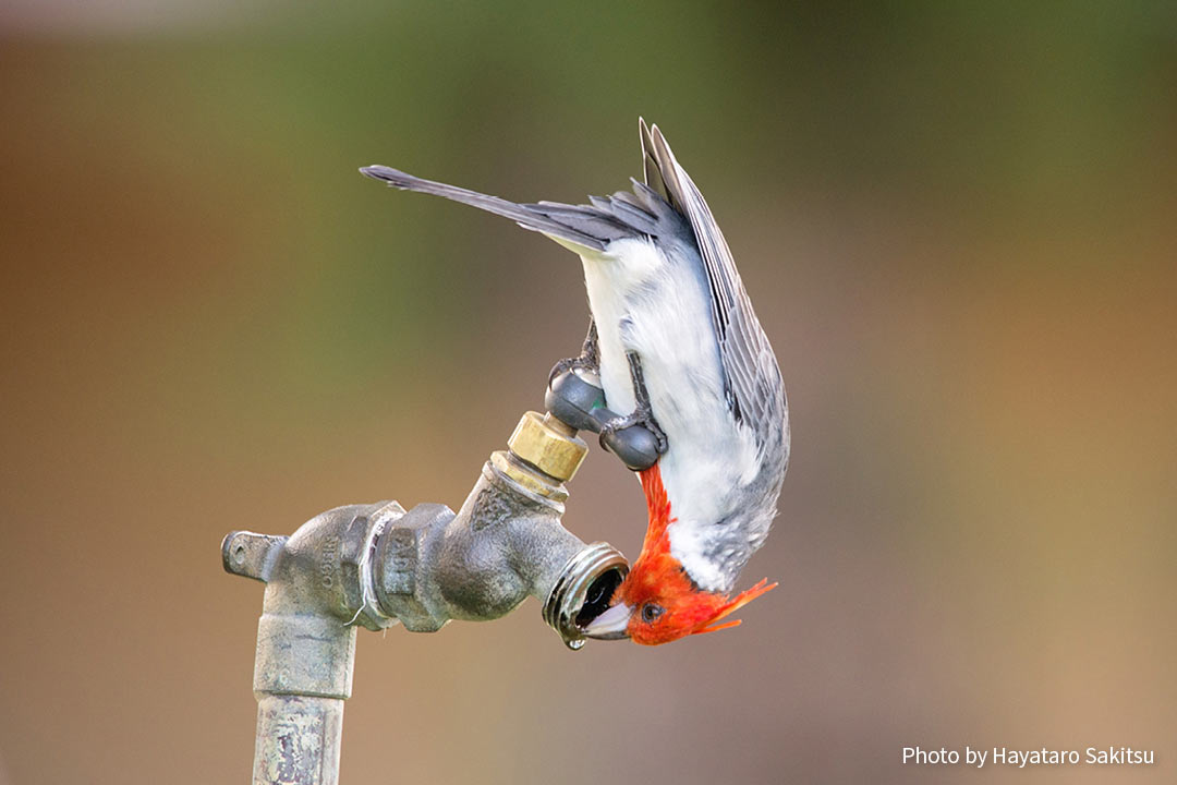 コウカンチョウ 赤い頭の鳥 アヌヘア ハワイの花 植物 野鳥図鑑 Red Crested Cardinal Paroaria Coronata