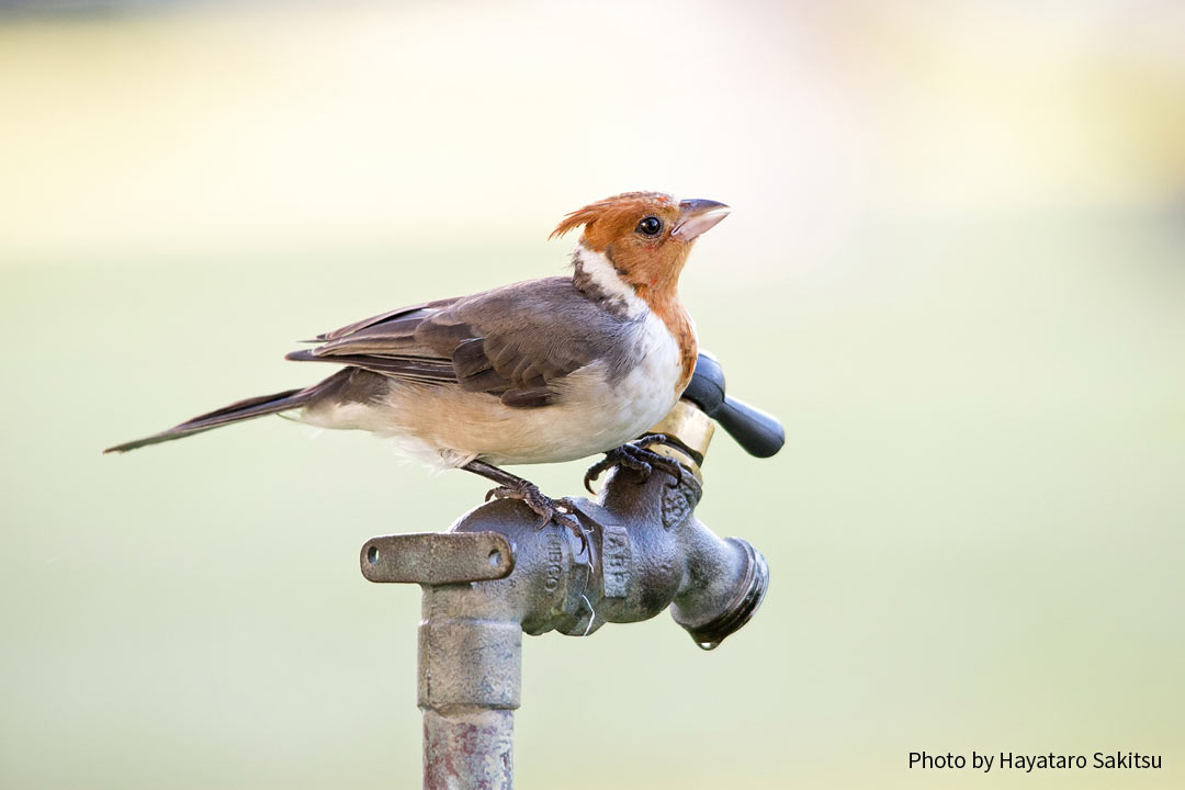 コウカンチョウ 赤い頭の鳥 アヌヘア ハワイの花 植物 野鳥図鑑 Red Crested Cardinal Paroaria Coronata