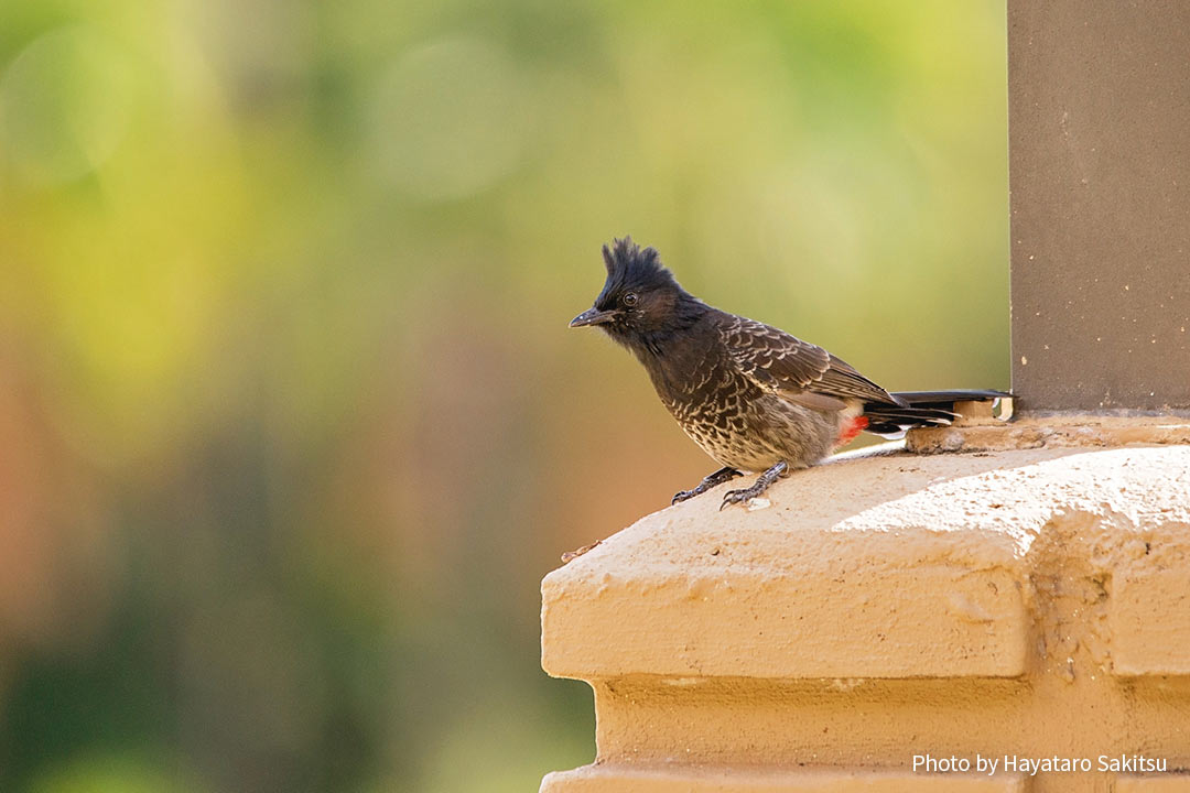 シリアカヒヨドリ(Pycnonotus cafer)