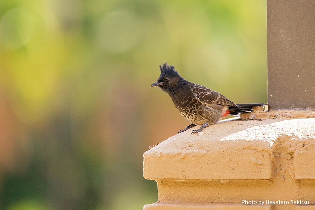 シリアカヒヨドリ（Pycnonotus cafer）