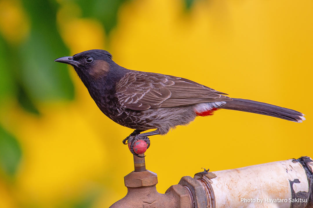 シリアカヒヨドリ（Pycnonotus cafer）