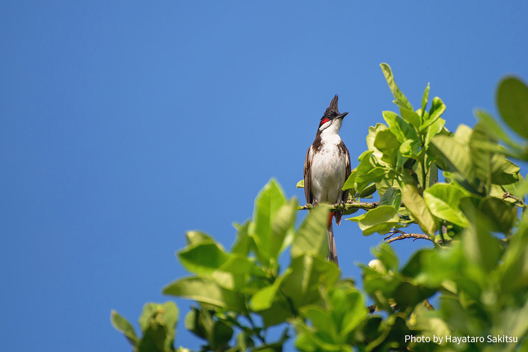コウラウン(Pycnonotus jocosus)