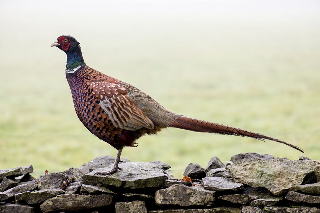 コウライキジ（Phasianus colchicus）