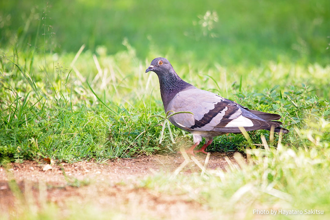 カワラバト（Columba livia）