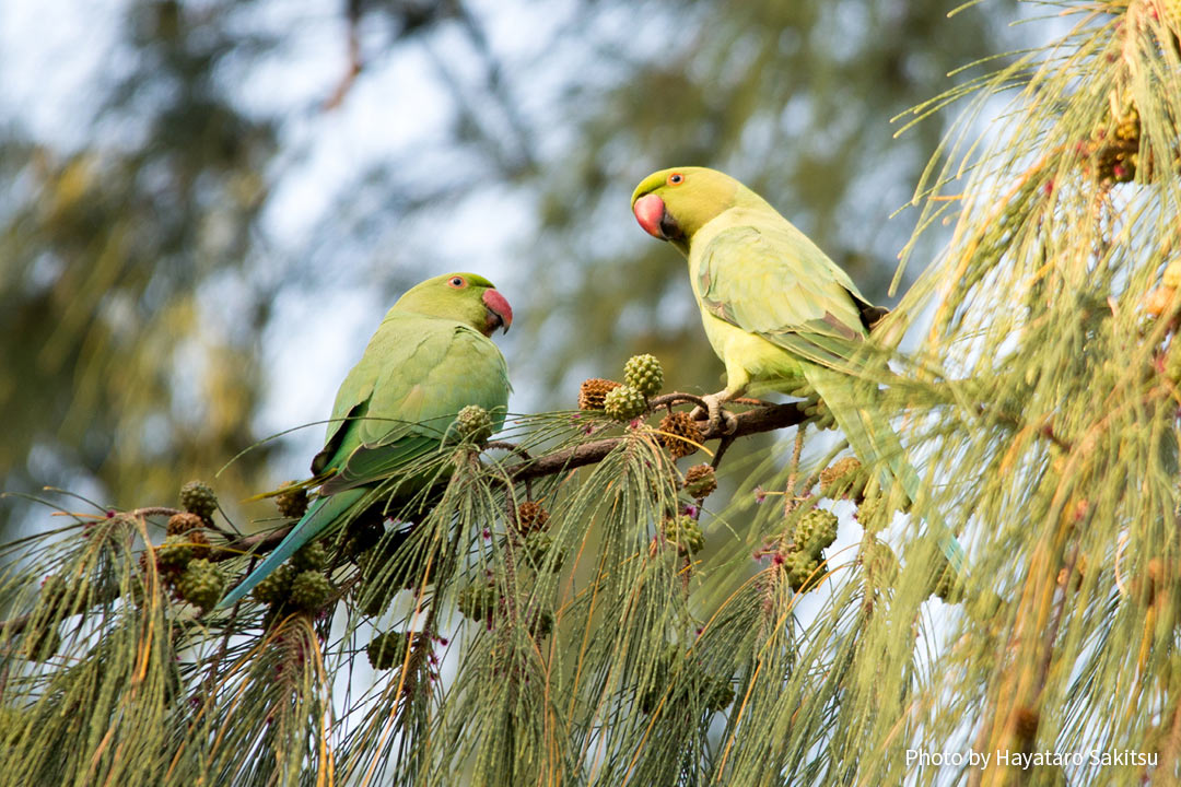 ホンセイインコ（Psittacula krameri）