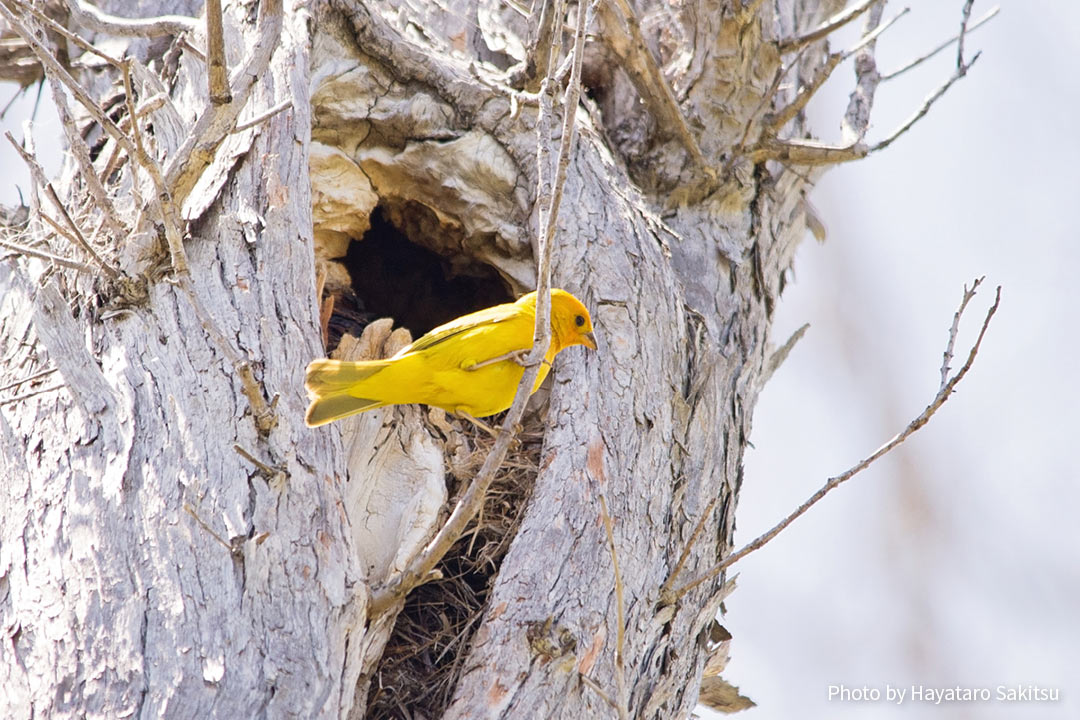 キンノジコ(Sicalis flaveola)